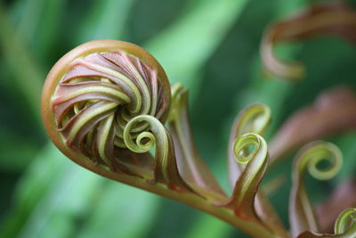 Close-up of flower