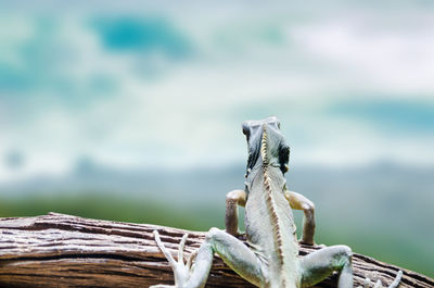 Close-up of chameleon on branch