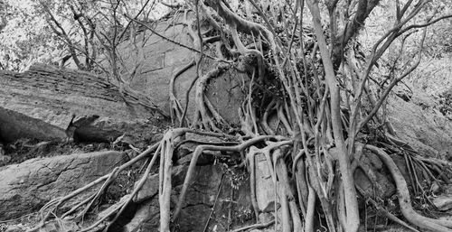 Close-up of tree trunk