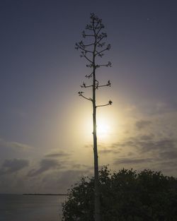 Low angle view of silhouette tree against sky during sunset