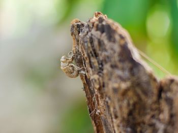 Close-up of insect on tree trunk
