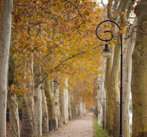 Street amidst trees during autumn