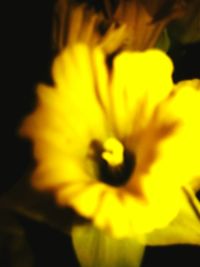 Close-up of yellow flower blooming outdoors