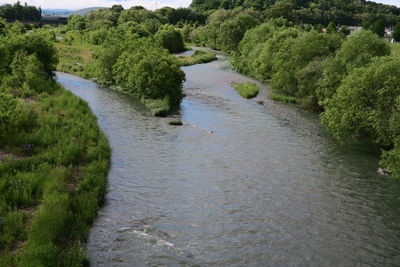 Scenic view of river amidst trees