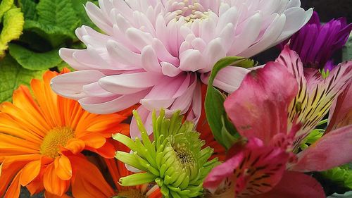 Close-up of pink flowers