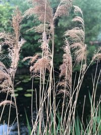 Close-up of dry grass on field