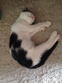 Cat sleeping on rug