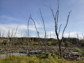 Scenic view of bare trees against sky