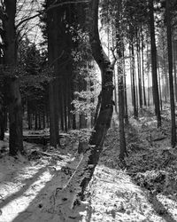 Trees in forest