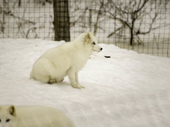 Close-up of sheep on snow