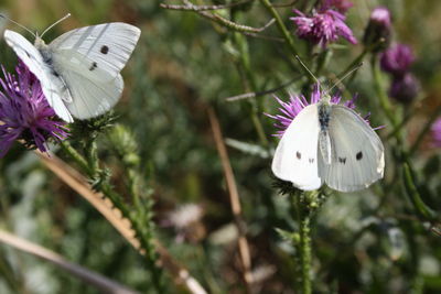 Close-up of butterfly on purple flower