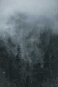 Trees in forest against sky during foggy weather