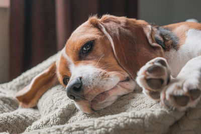 Close-up of dog resting on bed at home