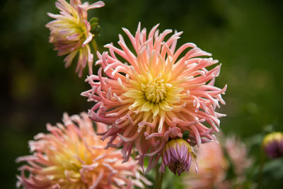 Close-up of pink flowers