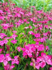 Close-up of pink flowers