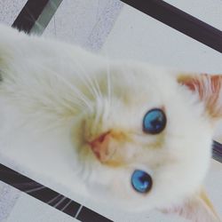 Close-up portrait of white cat