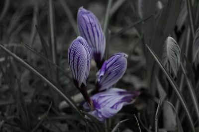 Close-up of purple flowers blooming