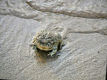 Close-up of crab on sand