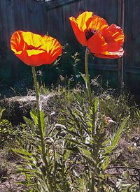 Close-up of orange flowering plant