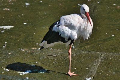 High angle view of duck in lake