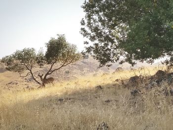 Trees on landscape against clear sky