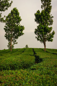 Trees on field against sky