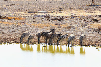 Side view of deer on beach