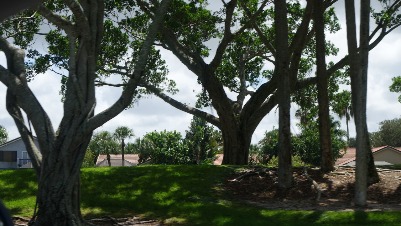 TREES AND PLANTS IN PARK