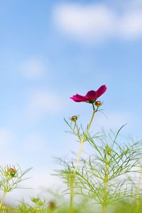 Low angle view of pink rose flowers against sky