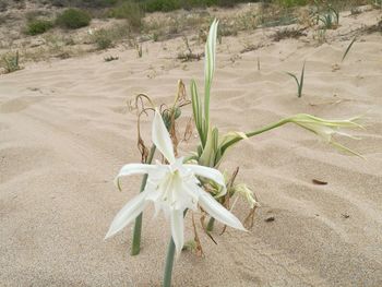 Close-up of plant on sand