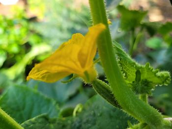 Close-up of yellow flowering plant