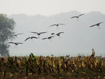 Flock of birds flying in the sky