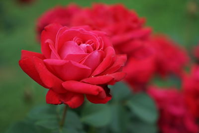 Close-up of red rose