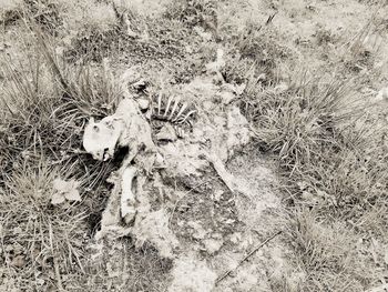 High angle view of animal skull in the field