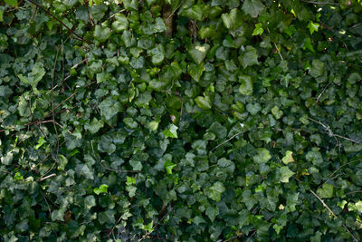 Full frame shot of plants