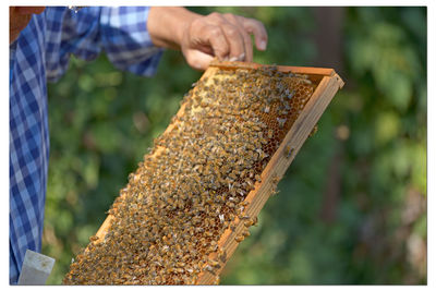 Cropped hand of man holding honey