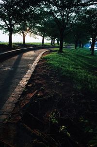Road passing through forest