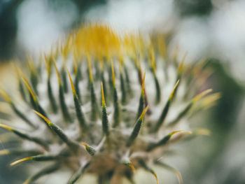 Close-up of fresh green plant leaves