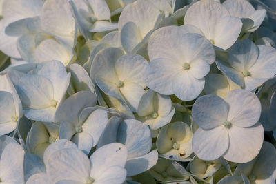 High angle view of white hydrangea flowers