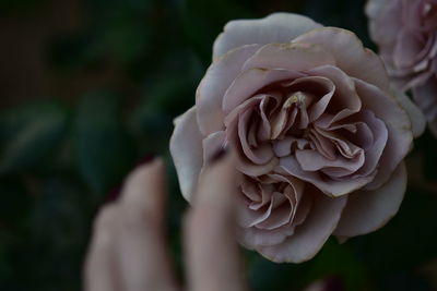 Close-up of rose against blurred background