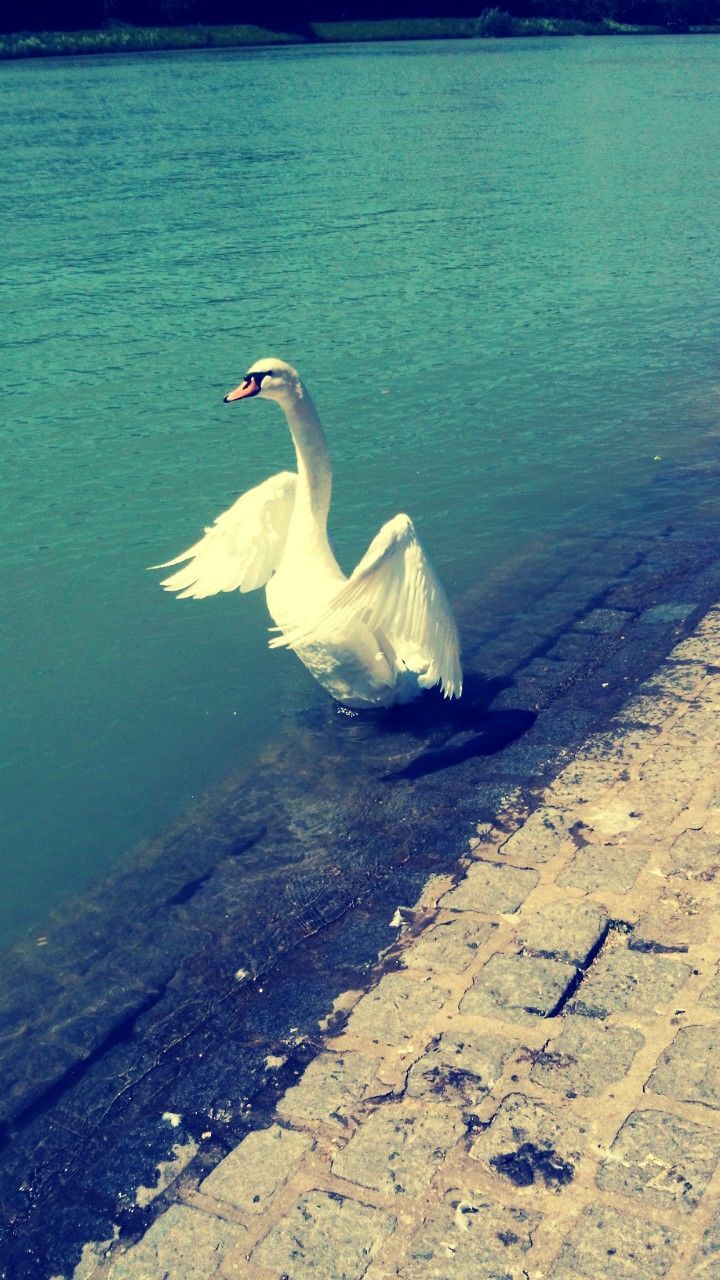 bird, animal themes, water, animals in the wild, wildlife, one animal, seagull, white color, nature, lake, sea, side view, swan, rippled, outdoors, full length, day, white, no people, beauty in nature