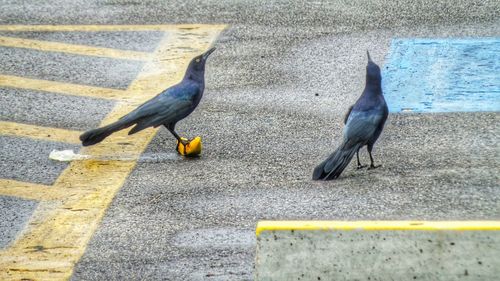 Close-up of birds on road