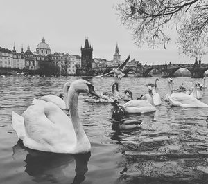 Swans swimming in lake