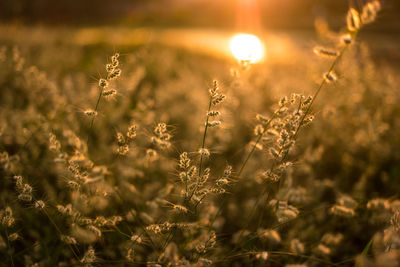 Close-up of plants on field during sunset