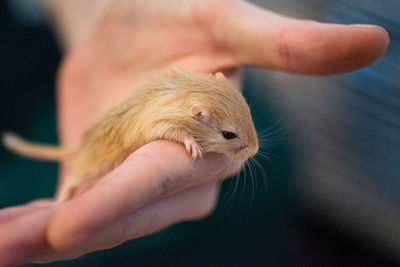Cropped hand of man swimming in sea