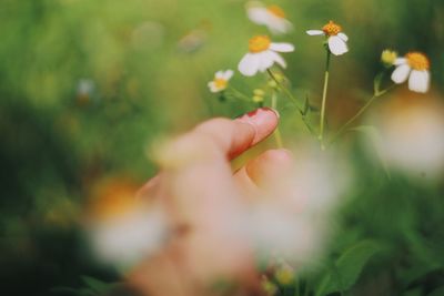 Close-up of hand holding flowering plant