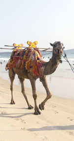 View of horse on beach against sky