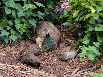 High angle view of bird in nest
