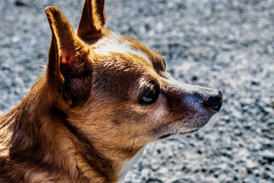 Close-up of a dog looking away