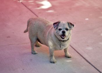 High angle portrait of dog standing on footpath